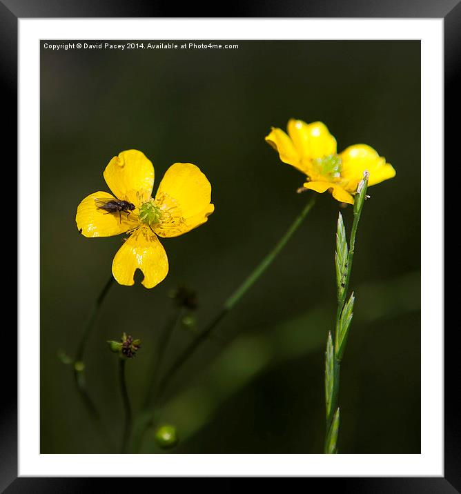 Yellow flower and a fly Framed Mounted Print by David Pacey