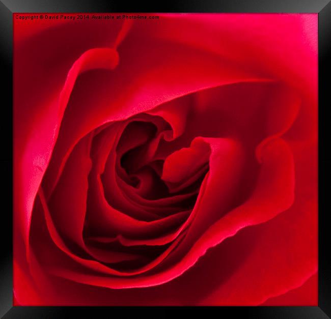  Red Rose  Framed Print by David Pacey