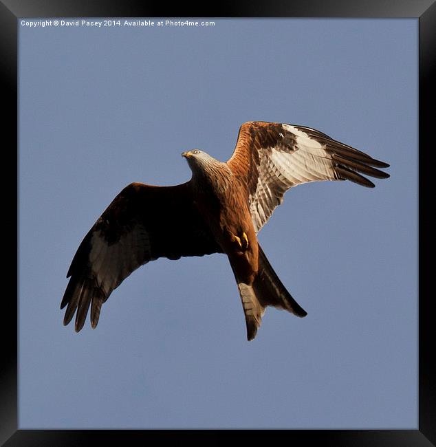 Red Kite Framed Print by David Pacey