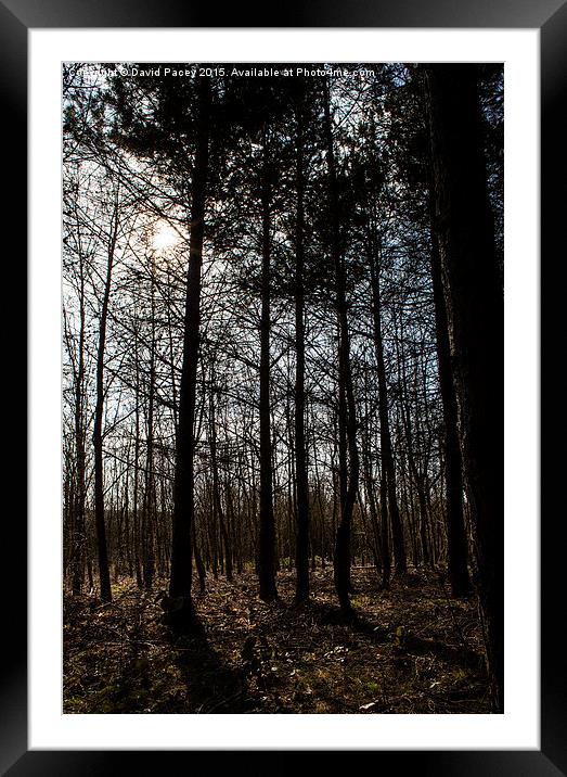 Into The Woods Framed Mounted Print by David Pacey