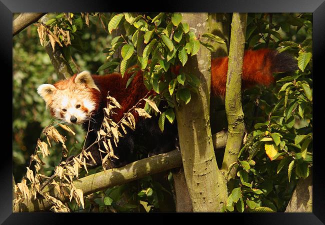 Red Panda Framed Print by Selena Chambers