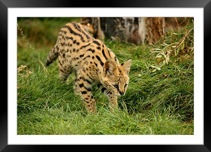 Serval Kitten Pouncing Framed Mounted Print by Selena Chambers