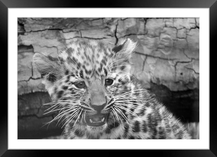 Amur Leopard Cub Framed Mounted Print by Selena Chambers