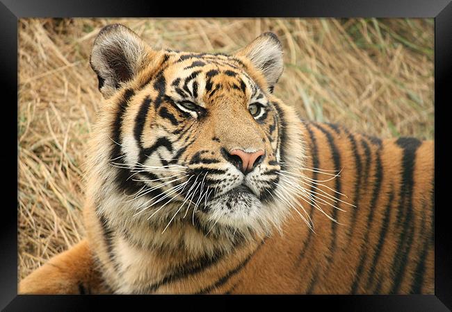 Tiger Framed Print by Selena Chambers