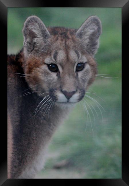 Puma Cub Framed Print by Selena Chambers