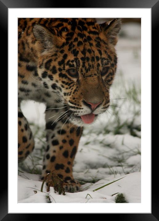 Jaguar in Snow Framed Mounted Print by Selena Chambers
