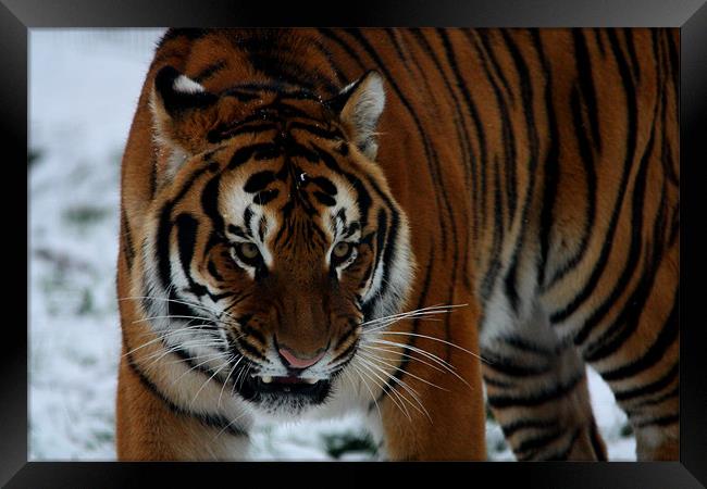 Tiger Snarling Framed Print by Selena Chambers