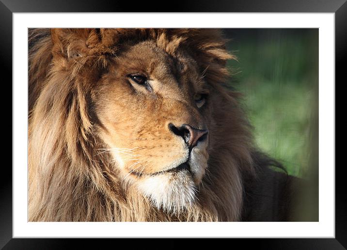 Lion Framed Mounted Print by Selena Chambers