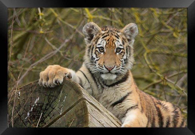 Amur Tiger Cub Framed Print by Selena Chambers