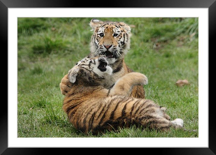 Amur Tiger Cubs Fighting Framed Mounted Print by Selena Chambers