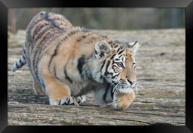 Amur Tiger Cub Stalking Framed Print by Selena Chambers