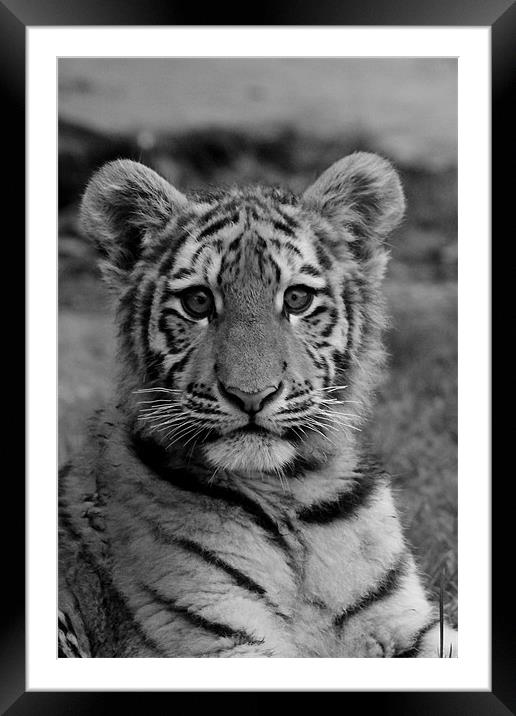 Amur Tiger Cub Framed Mounted Print by Selena Chambers
