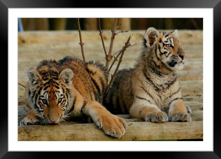 Amur Tiger Cubs Framed Mounted Print by Selena Chambers