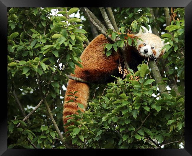 Red Panda in a Tree Framed Print by Selena Chambers