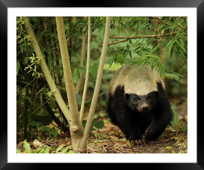 Honey Badger in the Trees Framed Mounted Print by Selena Chambers