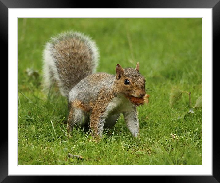 Cheeky Squirrel Framed Mounted Print by Selena Chambers