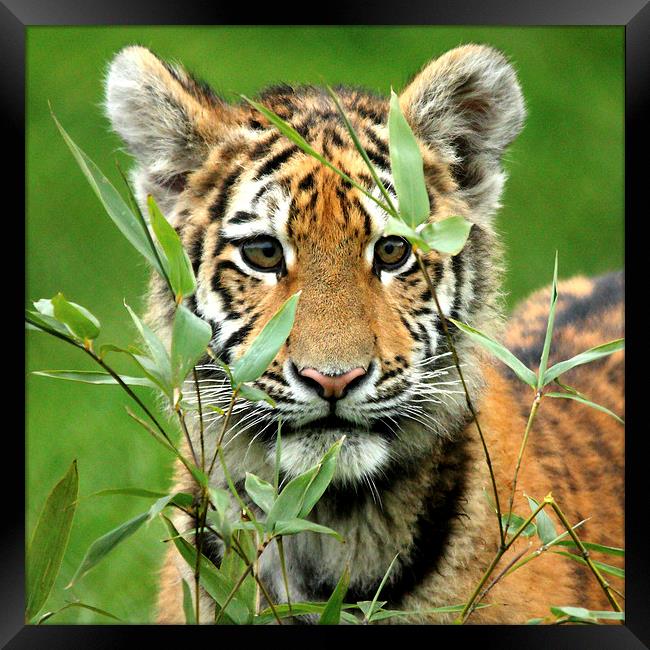 Amur Tiger Cub Hiding Framed Print by Selena Chambers