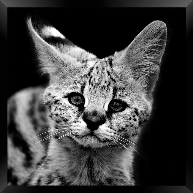 Serval Kitten Framed Print by Selena Chambers
