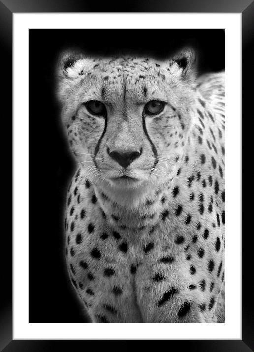 Cheetah Framed Mounted Print by Selena Chambers