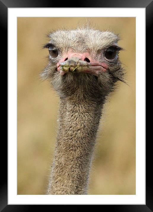 Male Ostrich Framed Mounted Print by Selena Chambers