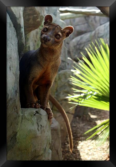 Fossa Framed Print by Selena Chambers