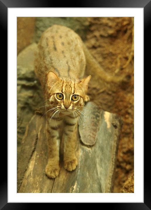 Rusty spotted cat Framed Mounted Print by Selena Chambers