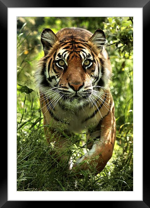 Sumatran tiger Framed Mounted Print by Selena Chambers