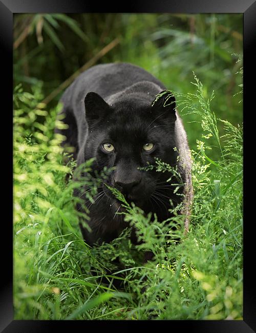 Black leopard Framed Print by Selena Chambers