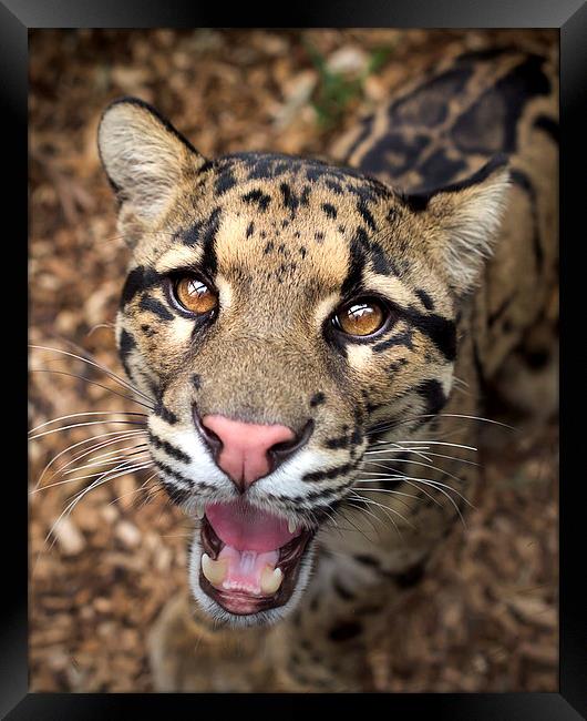  Clouded Leopard Framed Print by Selena Chambers