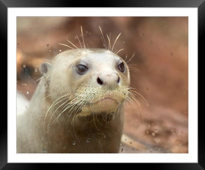  Giant otter Framed Mounted Print by Selena Chambers