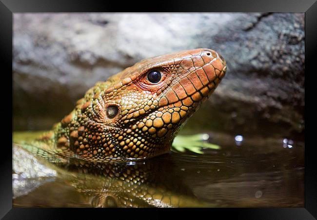  Northern caiman lizard Framed Print by Selena Chambers