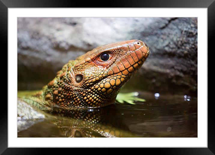  Northern caiman lizard Framed Mounted Print by Selena Chambers