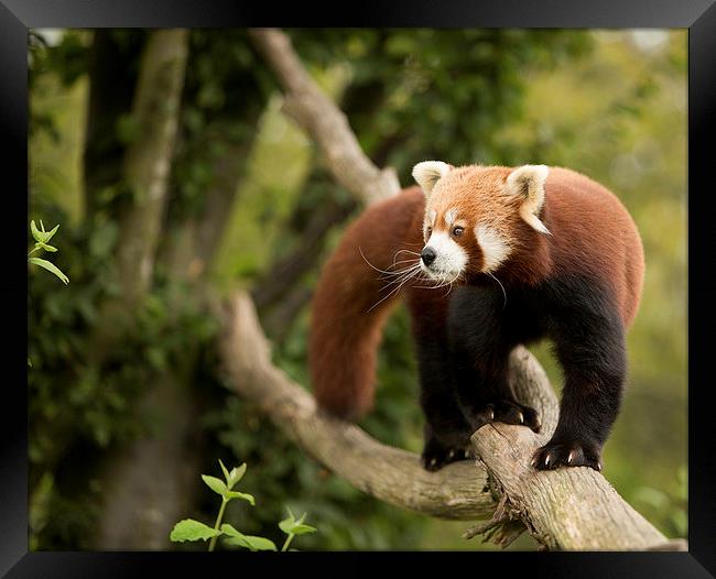  Red panda Framed Print by Selena Chambers