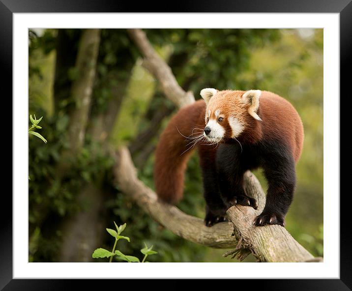  Red panda Framed Mounted Print by Selena Chambers