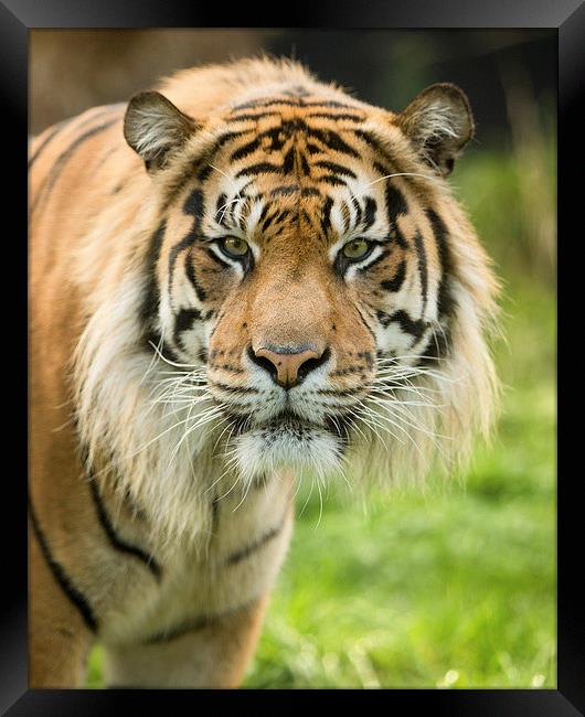  Sumatran tiger Framed Print by Selena Chambers