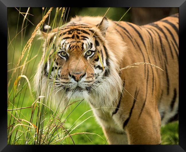  Sumatran tiger  Framed Print by Selena Chambers