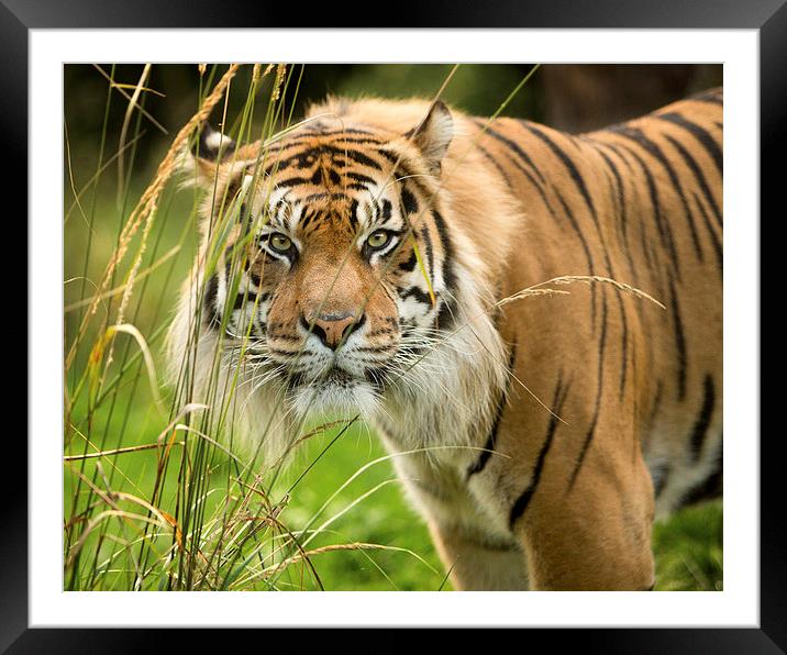  Sumatran tiger  Framed Mounted Print by Selena Chambers