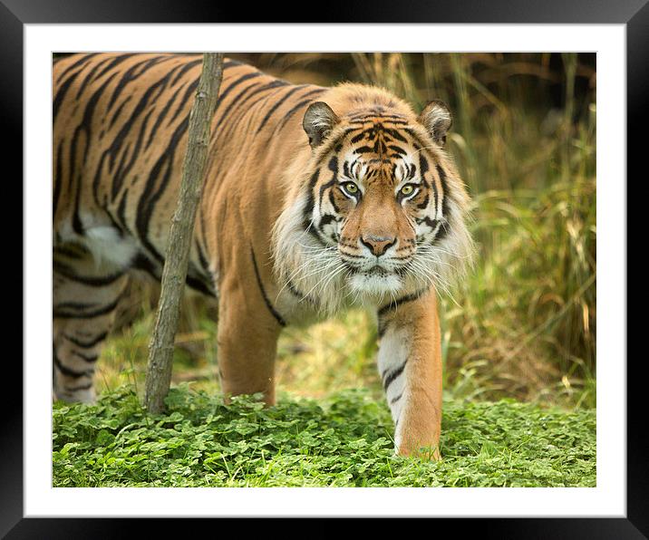  Sumatran tiger Framed Mounted Print by Selena Chambers