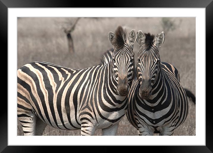 Posing  Zebras Framed Mounted Print by George Pritchard