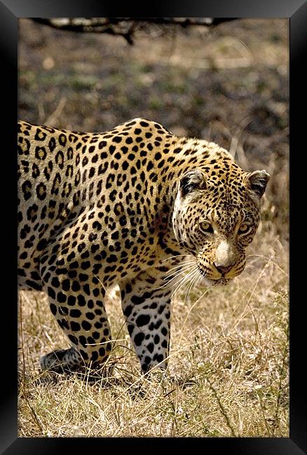 Leopard Watching Framed Print by George Pritchard
