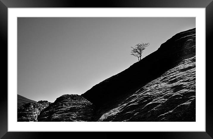 The lonesome tree Framed Mounted Print by Tom Reed