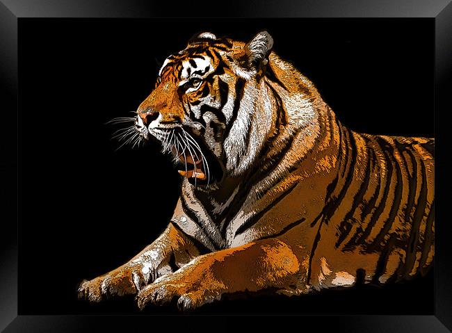 Posterised Tiger Framed Print by Tom Reed