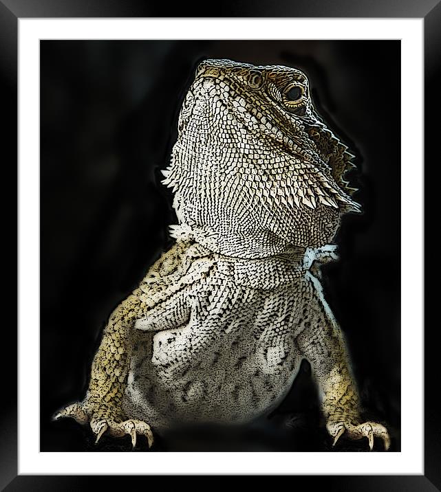 Posterized Bearded Dragon Framed Mounted Print by Tom Reed