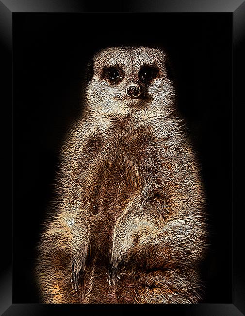 Posterised Meerkat Framed Print by Tom Reed