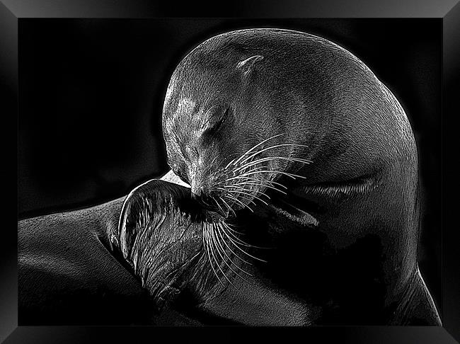 Posterised Sea-lion Framed Print by Tom Reed