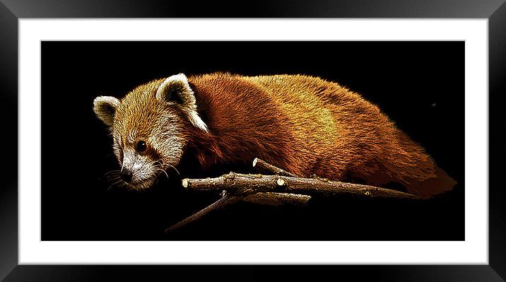 Posterised Red Panda Framed Mounted Print by Tom Reed