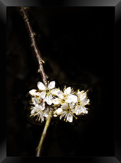 blossom Framed Print by Tom Reed