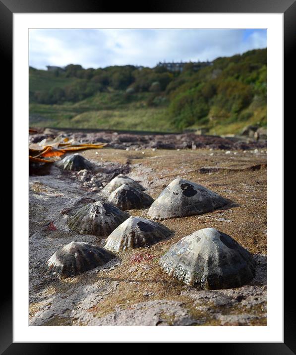 Valley of the Barnacles Framed Mounted Print by Tom Reed
