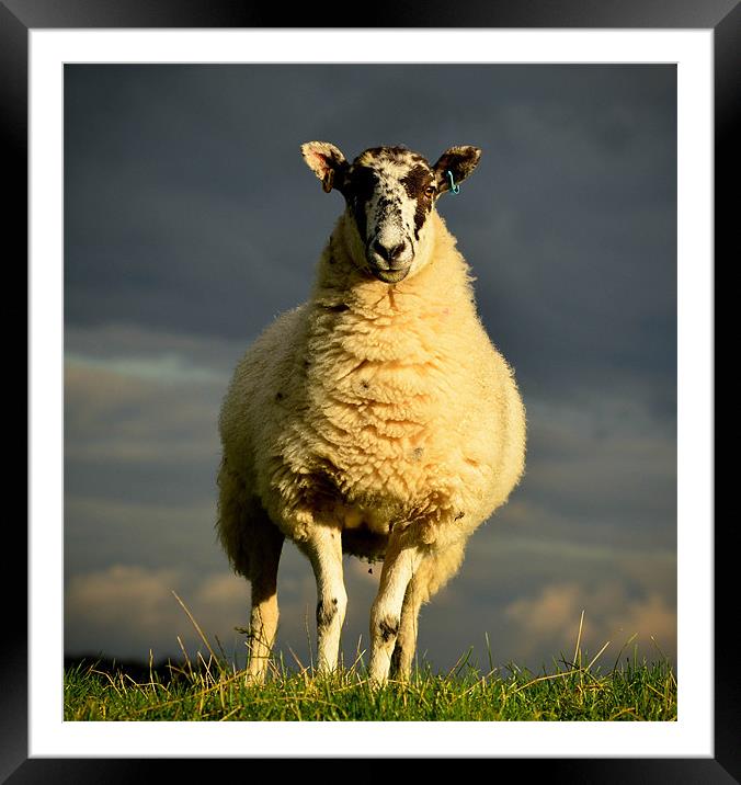 Stormy sheep Framed Mounted Print by Tom Reed