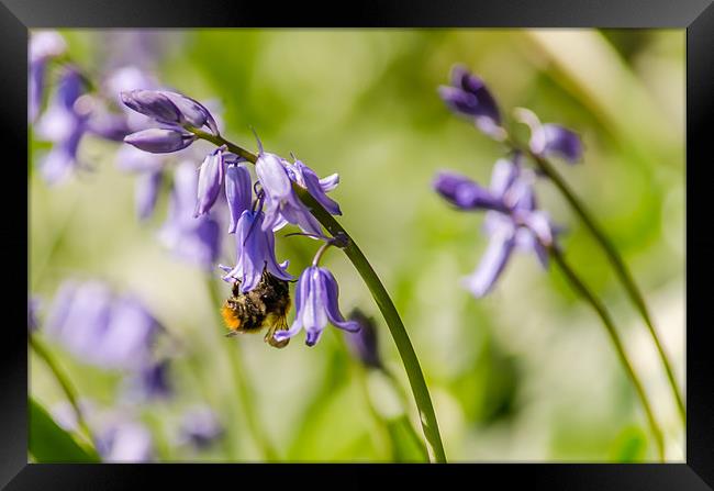 Bee gathering pollen Framed Print by Phil Robinson